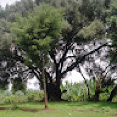 Geremu Obsa
